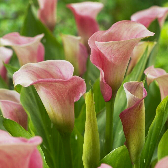 Calla - Guide till odling och skötsel av Calla